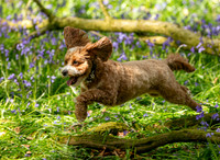 Bonnie in the bluebells