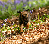 Hattie in the bluebells
