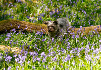 Millie in the bluebells