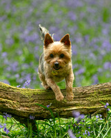Chilli in the bluebells