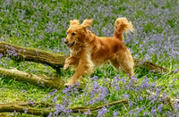 Cordelia and Winnie in the bluebells