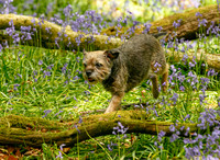 Daisy in the bluebells