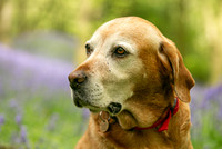 Hudson, Krezi and Caira in the bluebells