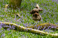 Ozzy in the bluebells