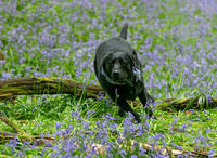 Ben in the bluebells