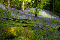 New Bluebells May 2026-photos